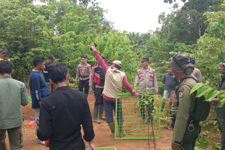 Strategi BPBD Pesisir Barat Mengatasi Ancaman Harimau Dengan Kandang