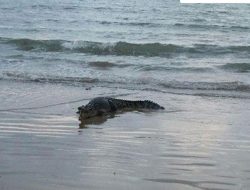 Waspada Ada Buaya di Pesisir Pantai, Pemkot Bandar Lampung Himbau Wisatawan untuk Berhati-Hati