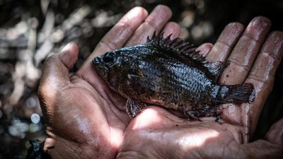 Dua Tanaman Ini Ternyata Ampuh Untuk Racun Ikan Secara Alami, Cek Cara Buatnya