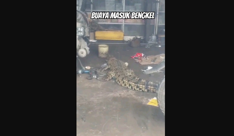 Buaya Masuk Bengkel, Netizen Heboh: “Mau Perbaikan Jok?”