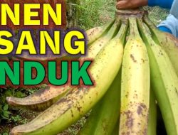 Mengenal Pisang Tanduk Byar: Manfaat, Ciri-ciri, dan Cara Konsumsi yang Tepat