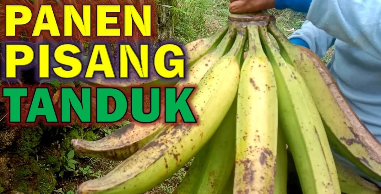 Mengenal Pisang Tanduk Byar: Manfaat, Ciri-ciri, dan Cara Konsumsi yang Tepat