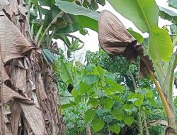 Cara Menanam Pisang Byar Tanduk di Halaman Rumah: Panduan Lengkap untuk Pemula