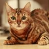 Kucing Gagal Terbang dari Atap Mercy, Endingnya Bikin Netizen Geli!