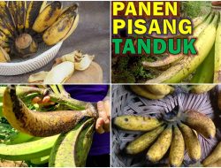 Perbedaan Pisang Byar dengan Pisang Raja dan Pisang Kepok: Mana yang Lebih Berkhasiat??