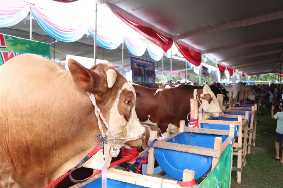 Rekor Populasi Ternak Lampung Mencapai 660.191 Ekor: Berita Terbaru!