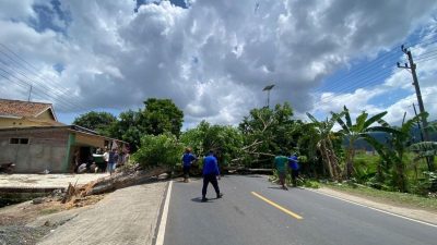 Petugas Evakuasi Pohon Tumbang: Mengatasi Rintangan di Jalan Lintas Sumatera