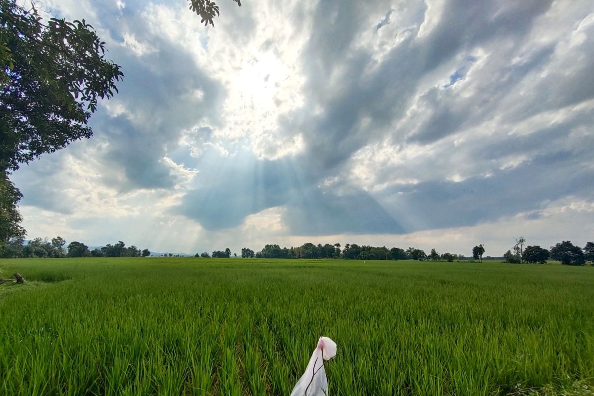 Rencana Pertanian Lampung: 33.000 Hektar Sawah Baru untuk Mewujudkan Swasembada