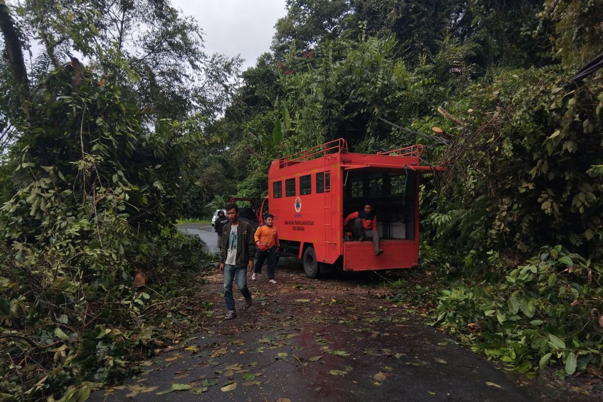 Kondisi Darurat: Pohon Tumbang Terjadi di Empat Lokasi Lampung Barat