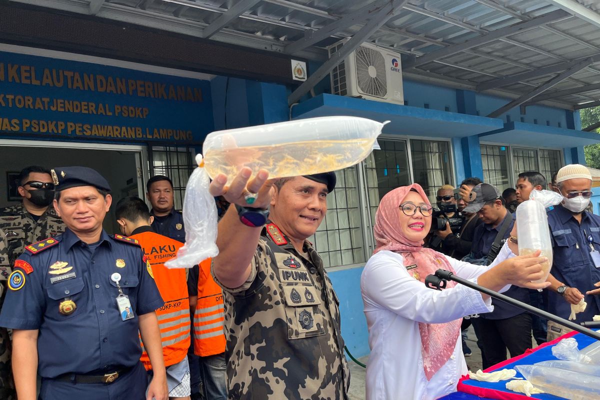 Gagalkan Penyelundupan 52 Ribu Benih Lobster: KKP Berhasil Selamatkan Sumber Daya Alam di Lampung