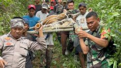 Menyelamatkan Harimau Sumatera: Kisah Evakuasi di Lampung Barat