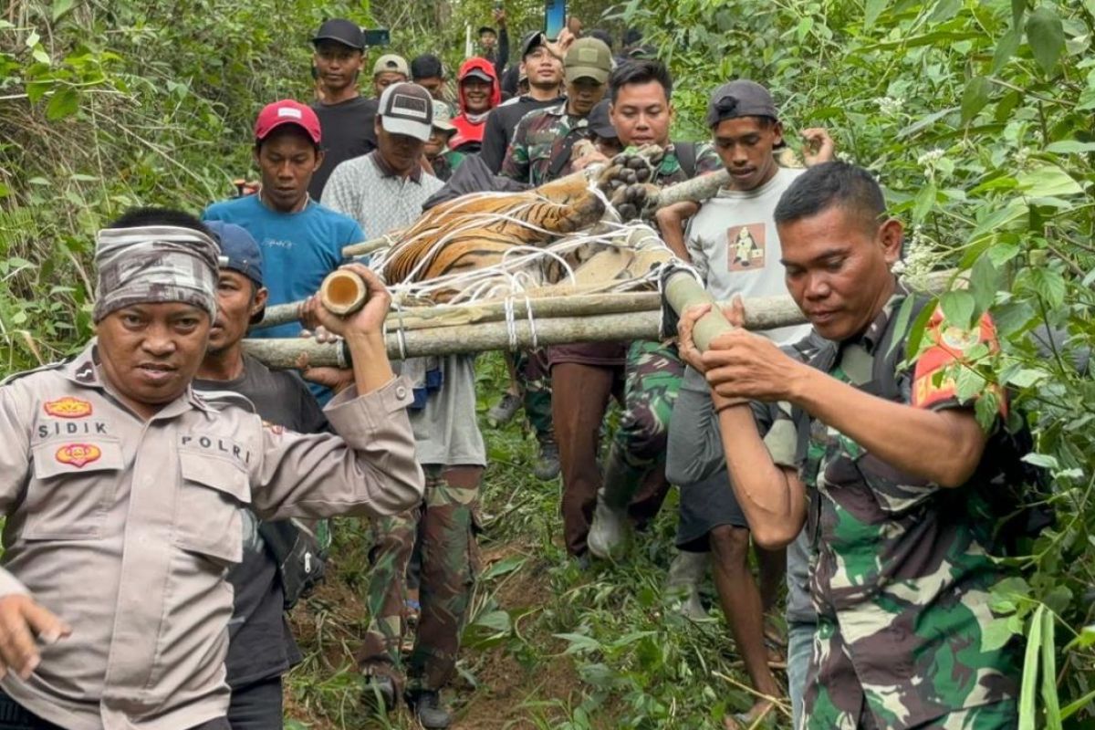 Menyelamatkan Harimau Sumatera: Kisah Evakuasi di Lampung Barat