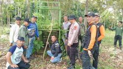 Mengintip Proses Pemasangan Kandang Jebak Harimau di Pesisir Barat