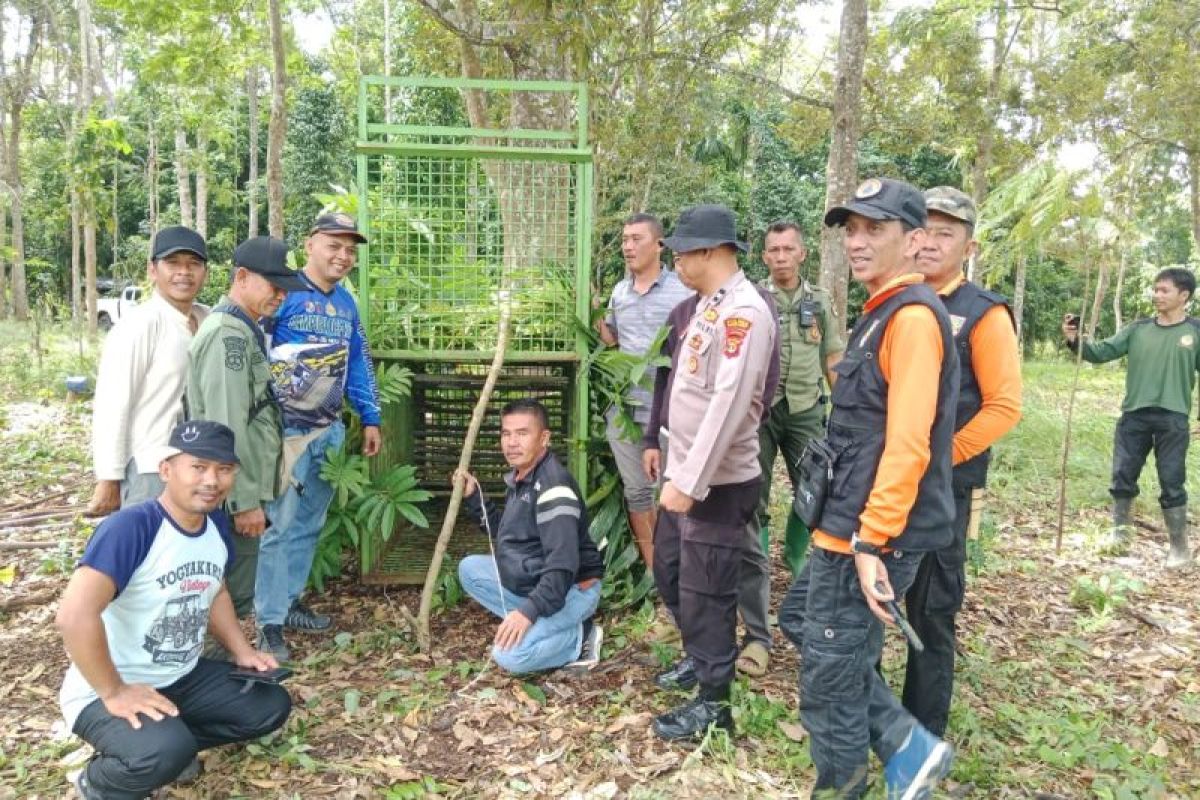 Mengintip Proses Pemasangan Kandang Jebak Harimau di Pesisir Barat