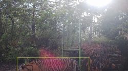 Mengintip Keberadaan Harimau Sumatera di Pesisir Barat Lampung: Terekam Kamera!