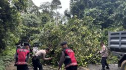 Kejadian Pohon Tumbang, Polisi Segera Evakuasi Jalan di Pesisir Barat