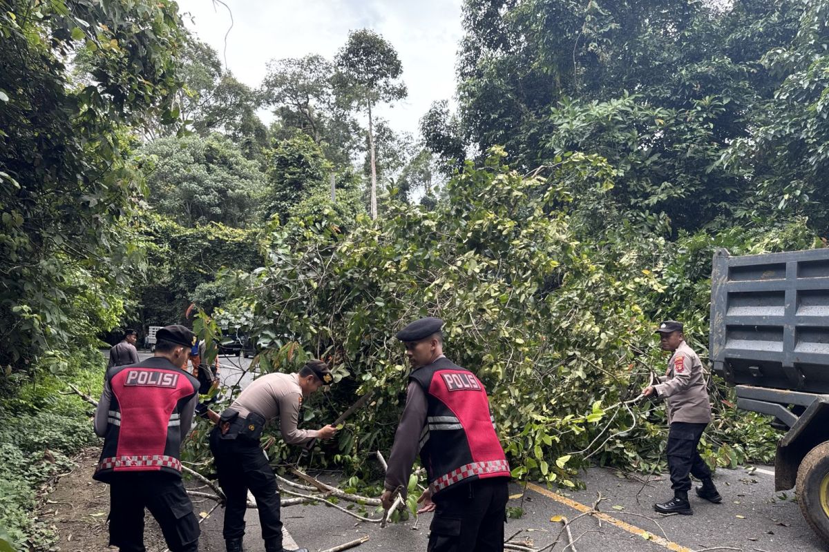 Kejadian Pohon Tumbang, Polisi Segera Evakuasi Jalan di Pesisir Barat