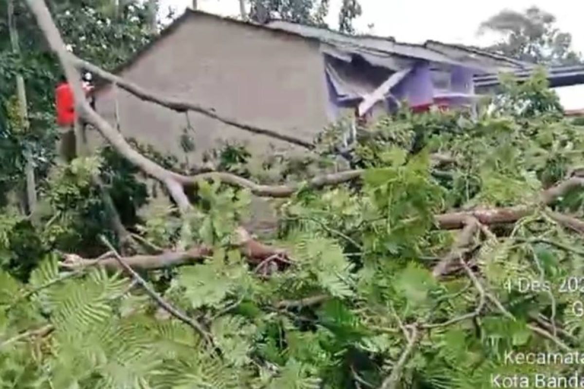 Evakuasi Darurat: BPBD Bandarlampung Selamatkan Wilayah dari Ancaman Tujuh Pohon Tumbang