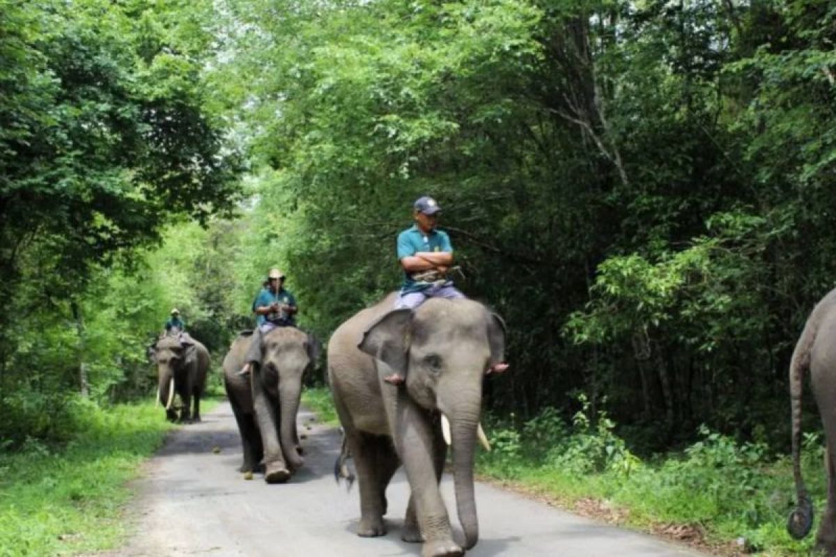 Penjelasan Visual Mengenai Kematian Anak Gajah oleh TNWK