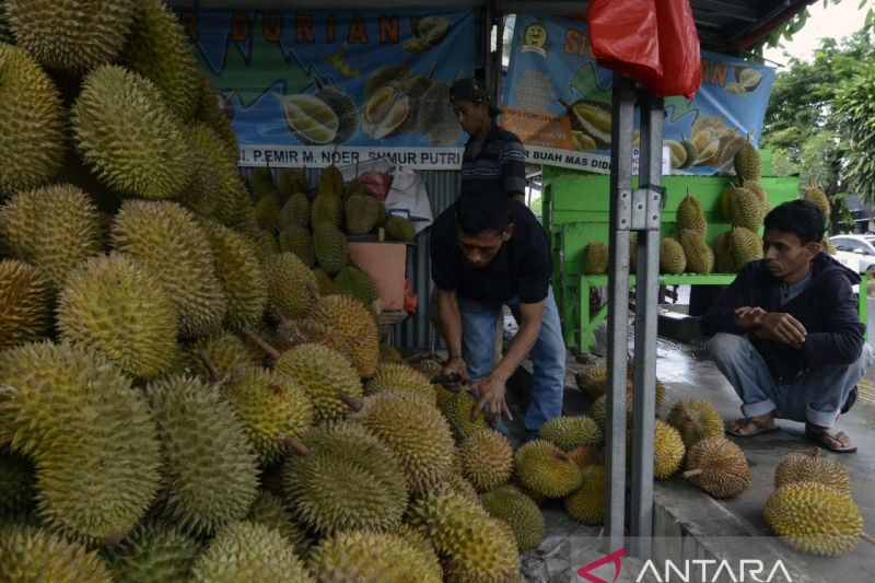 Nikmatnya Durian Lampung: Wisata dan Kuliner yang Tidak Boleh Dilewatkan