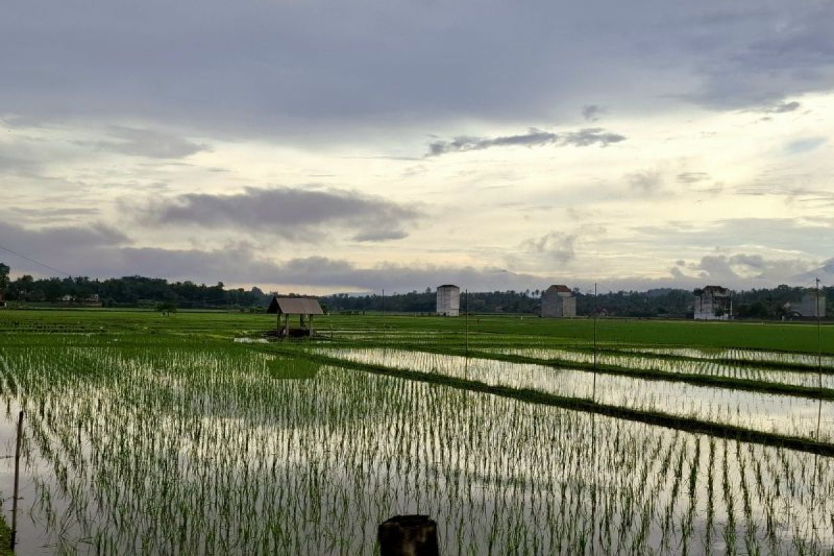 Optimalkan Kualitas Benih Padi dengan Bantuan Pemprov Lampung