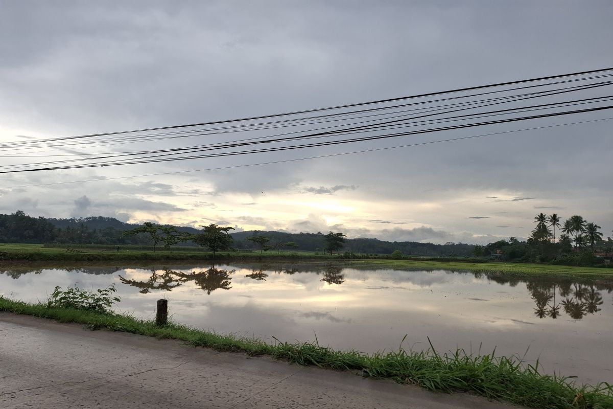 Strategi Pemprov Lampung untuk Meningkatkan Produksi Padi: Identifikasi Lahan Bero