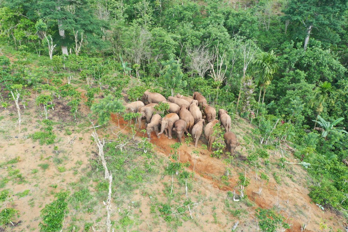 Gajah liar merusak tujuh rumah di Tanggamus: Kisah seru di pemukiman