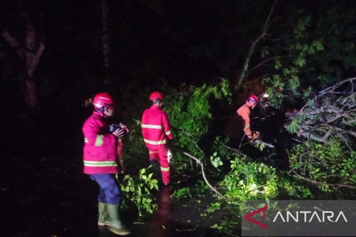 Kembali Evakuasi Pohon Tumbang di Lamsel: Upaya Penyelamatan Lingkungan yang Perlu Diperhatikan