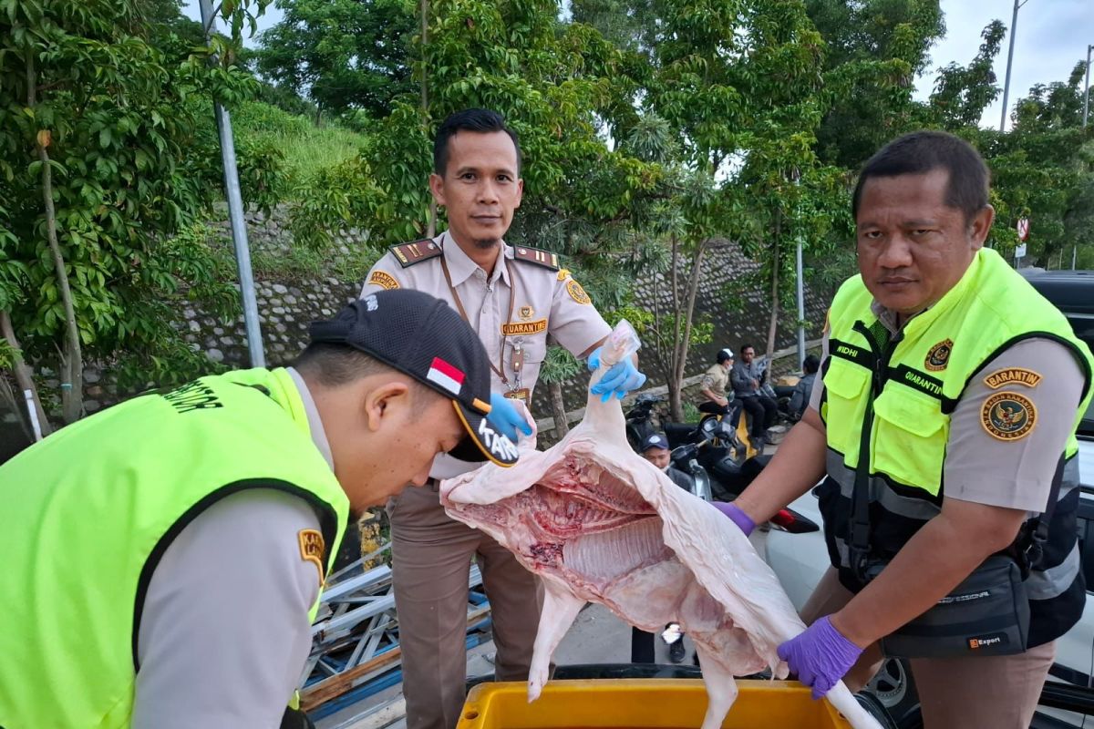 Gagal! Karantina Lampung Cegah Penyelundupan Karkas Babi tanpa Dokumen lengkap