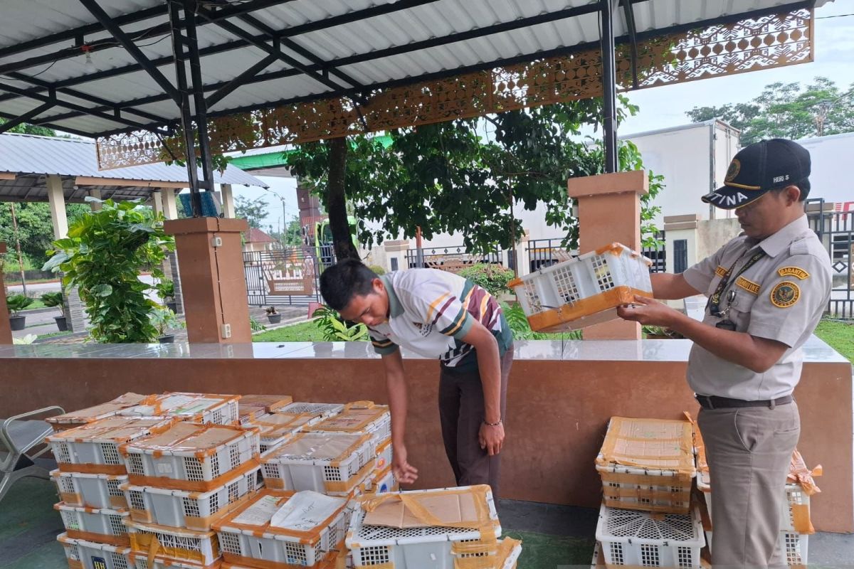 Gagalkan Penyelundupan Ribuan Ekor Burung: Kisah Heroik Petugas di Bakauheni