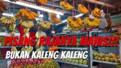 Pisang Raja: Manfaat, Jenis, Budidaya, dan Potensi Bisnis