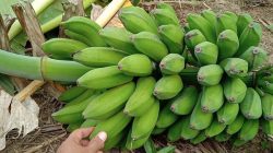 Pisang Raja Bulu, Manfaat Bagi Kesehatan dan Resep Olahan Kulinernya