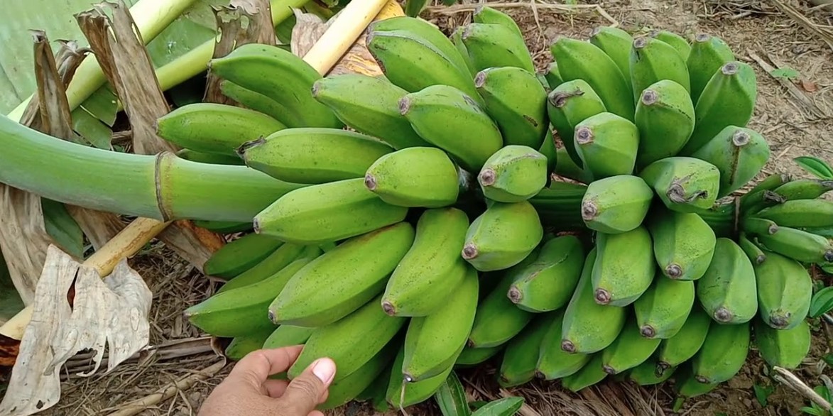 Pisang Raja Bulu, Manfaat Bagi Kesehatan dan Resep Olahan Kulinernya