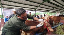 Perketat Pengawasan Lalu Lintas Ternak: Langkah Disnakkeswan Lampung untuk Cegah Penyakit Menular