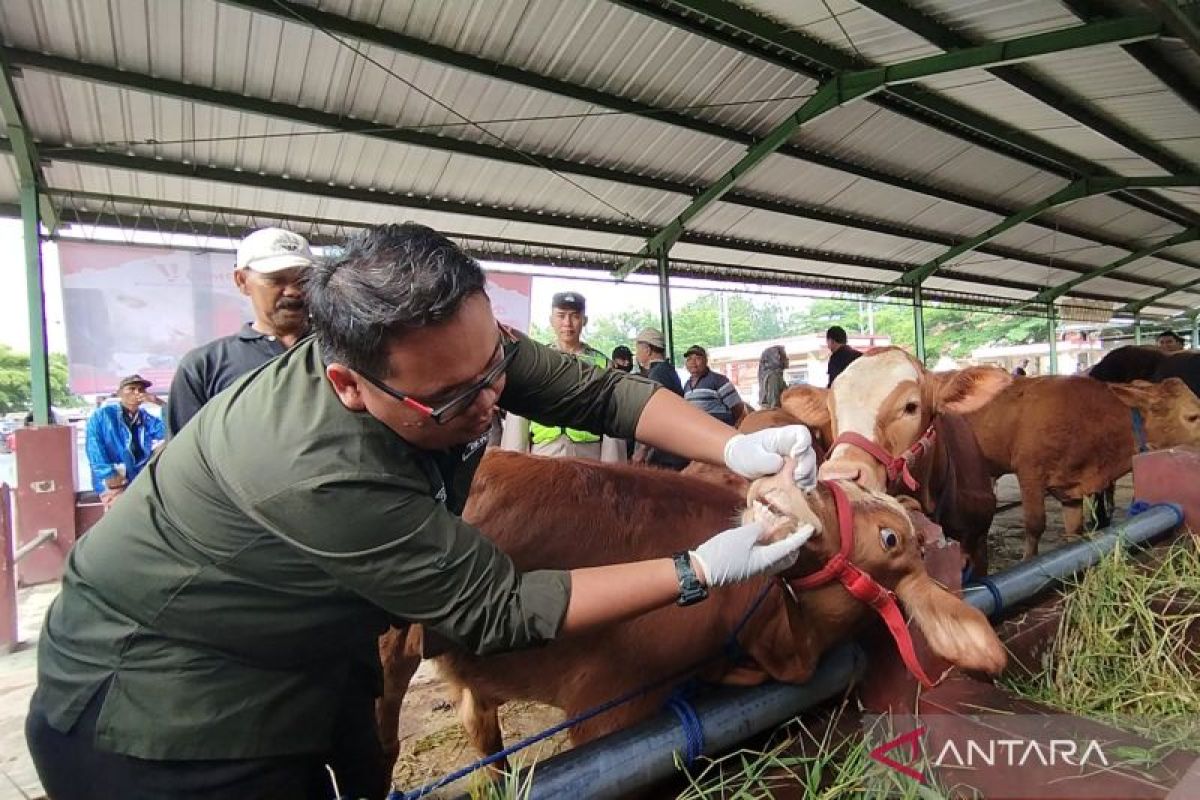 Perketat Pengawasan Lalu Lintas Ternak: Langkah Disnakkeswan Lampung untuk Cegah Penyakit Menular