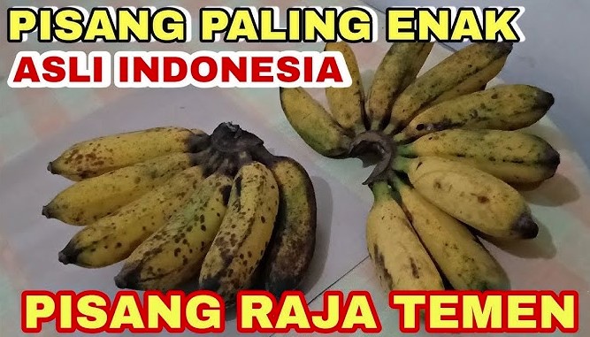 pisang raja bulu, pisang raja temen, pisang raja sajen