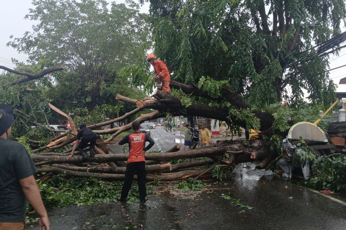 Penanganan Pohon Tumbang oleh Tim BPBD: Langkah Cepat Pemkot Bandarlampung