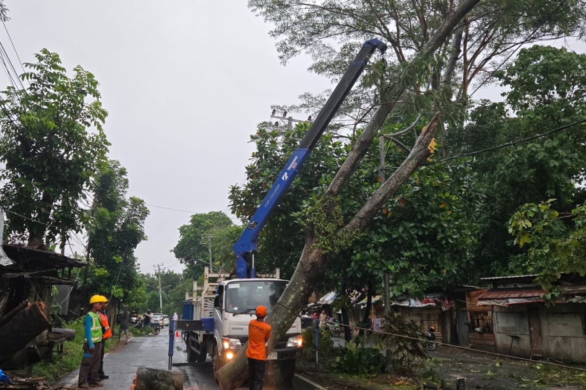 39 Titik Kota Bandarlampung Dilanda Pohon Tumbang, BPBD Catat Kejadian Penting Ini!