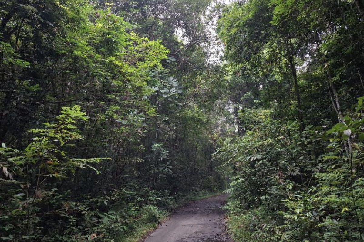 Kukang Sumatera di Lampung Timur: Kisah Konservasi yang Menginspirasi