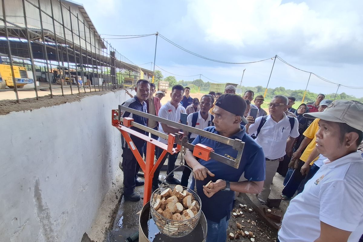 Mengapa Timbangan Ubi Kayu di Lampung Perlu Ditera Ulang?