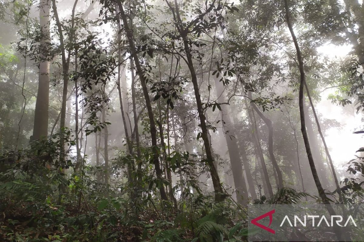 Mengapa Kawasan Hutan Register di Lampung Harus Mendukung Masyarakat Adat