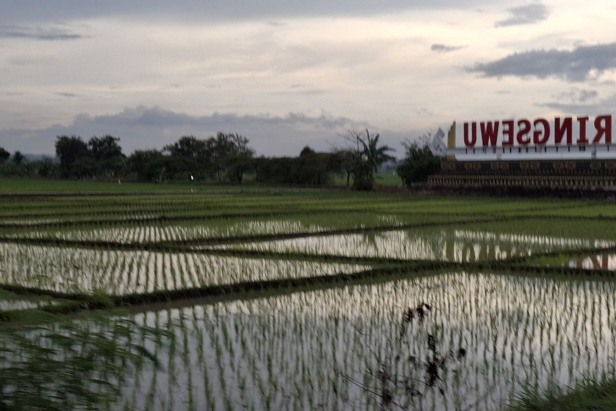 Bantuan Benih Padi untuk Petani Terdampak Banjir dari Pemprov Lampung