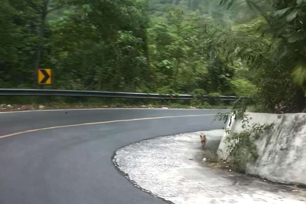 Usul Dishub Lampung: Tambah Pemberhentian Darurat di Ruas Rawan Kecelakaan – Peningkatan Keselamatan Jalan