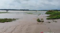 Ratusan Hektare Sawah di Lampung Selatan Tenggelam Akibat Banjir