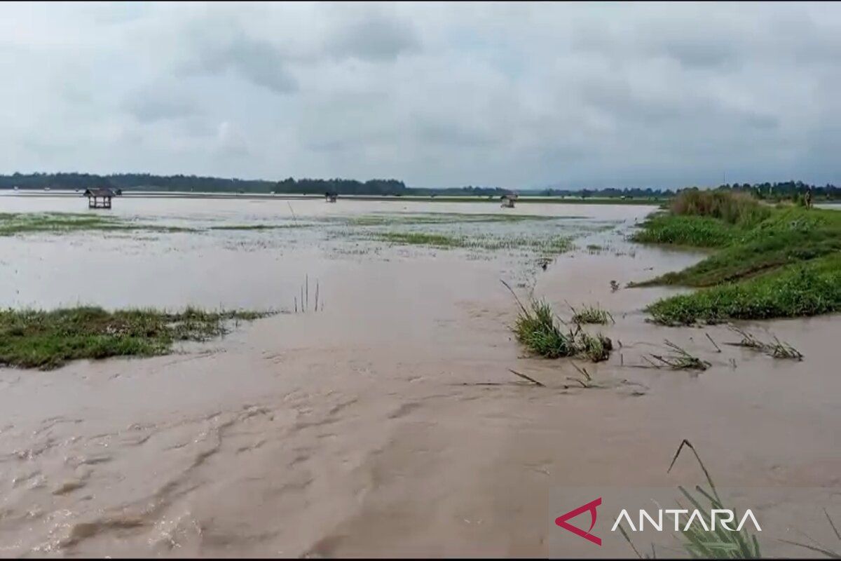 Ratusan Hektare Sawah di Lampung Selatan Tenggelam Akibat Banjir