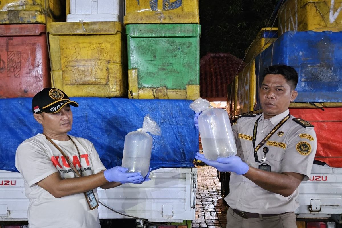 Gagal Gaya! Balai Karantina Lampung Temukan 1,6 Juta Udang Windu Ilegal di Bakauheni