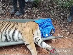 Menyelamatkan Harimau Sumatera Terjebak di Pesisir Barat: Kisah Pahlawan Petugas Evakuasi