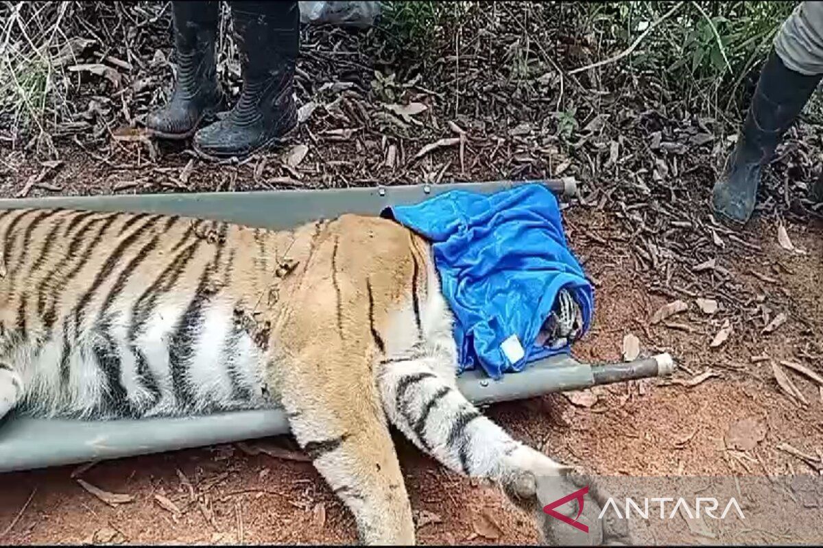 Menyelamatkan Harimau Sumatera Terjebak di Pesisir Barat: Kisah Pahlawan Petugas Evakuasi